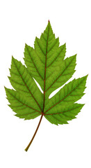 Isolated Illustration Of A Green Leaf On Transparent Background