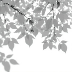 shadow overlay effect. Gray shadow of leaves isolated on white background. 
Plant foliage leaf shadow light effect. Mockup Blurred tree branch shadow. Ideal for summer spring design elements PNG