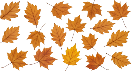 Isolated Autumn Leaves Illustration On Transparent Background Design