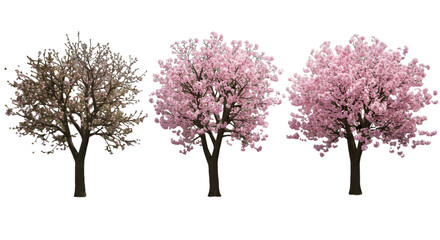 Isolated Cherry Trees Illustration With Pink Blossoms And Transparent Background