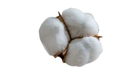 Isolated Macro Photo Of White Cotton Plant On Transparent Black Background
