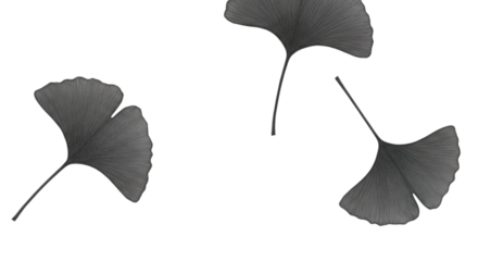 Isolated Monochrome Ginkgo Leaves Illustration On Transparent Background