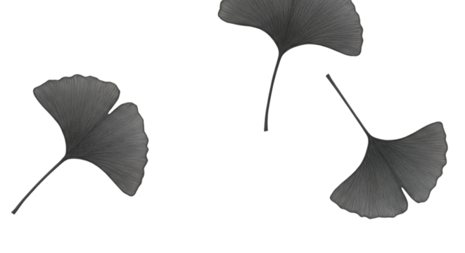 Isolated Monochrome Ginkgo Leaves Illustration On Transparent Background