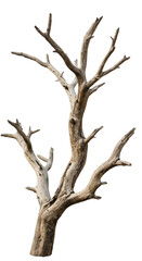 Isolated Dead Tree Illustration With Brown Trunk And Branches Against Black