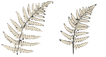 Isolated Fern Leaves Illustration With White Veins On Black Transparent Background