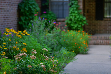 A vibrant home floral garden filled with blooming flowers in a variety of colors and shapes, bringing beauty, fragrance, and life to the backyard or front yard