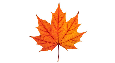 Obraz premium Isolated Maple Leaf Illustration With Orange And Yellow Colors On Transparent Background
