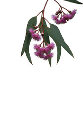 Isolated Floral Image With Pink Eucalyptus Blooms And Green Foliage