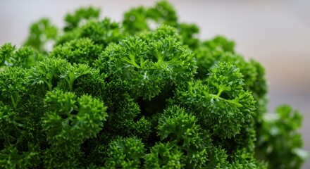 Fototapeta premium Fresh curly parsley bundle, close up on vibrant green herb plant