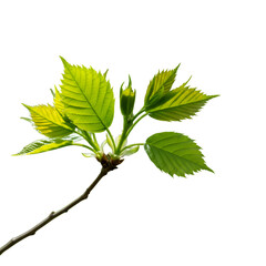 Naklejka premium Isolated Green Leaf Branch Illustration On Transparent Background