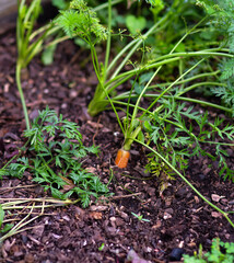 Carrots Growing in a Home Garden Bed Fresh, vibrant carrot plants (Daucus carota) growing in a backyard garden. The green feathery tops rise above the soil, indicating healthy root development below. 