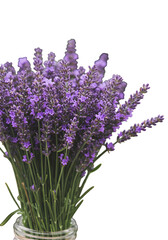 Fototapeta premium Isolated Floral Lavender Bouquet Illustration On Transparent Background