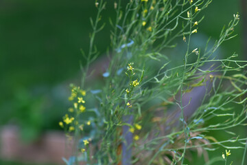 A collard greens plant (Brassica oleracea) in full bloom, displaying delicate yellow flowers on tall stalks. This flowering stage marks the beginning of seed production.