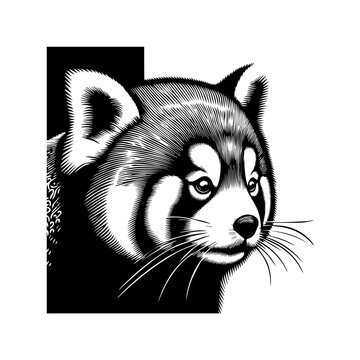 Detailed Black and White Engraving of a Red Pandas Face.