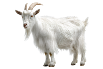  A white goat isolated on a  Transparent background PNG
