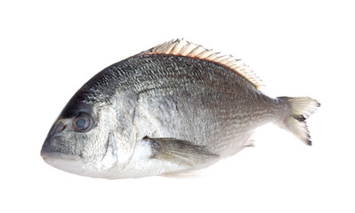 Fresh raw dorado fish isolated on white. Organic seafood