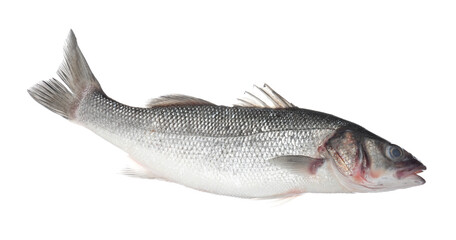 Fresh raw seabass fish isolated on white. Organic seafood