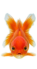 Isolated Goldfish Illustration On Transparent Black Background Orange Scales