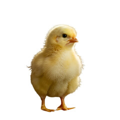 Obraz premium Isolated Photo Of A Cute Yellow Chick With Transparent Background