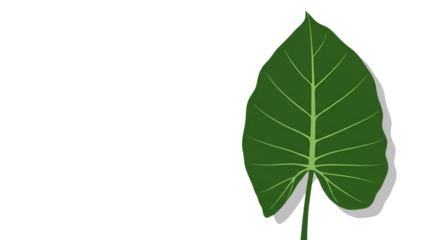 Isolated Green Leaf Illustration On Transparent Background With Shadow