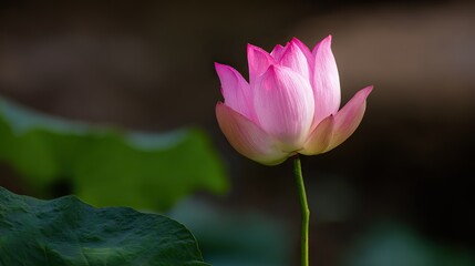 Obraz premium A pink lotus blooms in the center of an outdoor garden, showcasing delicate petals, intricate patterns, and natural tranquility with sacred geometric symbolism.