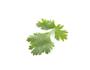Leaf of aromatic cilantro isolated on white