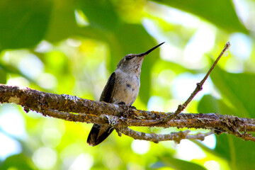 Green Hummingbird 02