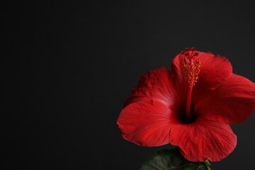Beautiful red hibiscus flower bud on black background, closeup. Space for text