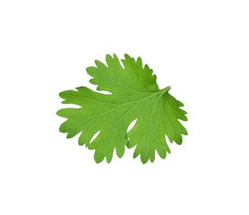 Leaf of aromatic cilantro isolated on white
