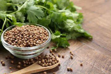 Fresh cilantro and coriander seeds on wooden table, closeup. Space for text