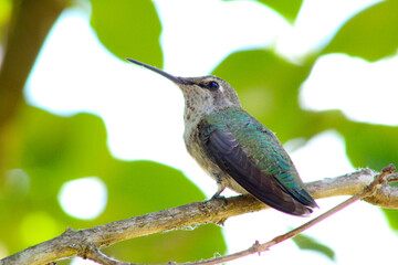 Green Hummingbird 06
