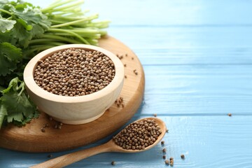 Coriander seeds and fresh cilantro on light blue wooden table, closeup. Space for text