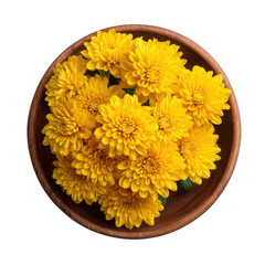 Bowl of yellow chrysanthemum flowers isolated on transparent background