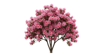 Isolated Pink Azalea Illustration On Transparent Background Showing Realistic Floral Blooms