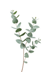 Obraz premium Isolated Eucalyptus Branch In Transparent Background Photo