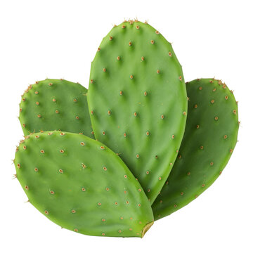 Isolated Illustration Of Green Cactus Pads On Transparent Background