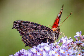 Peacock butterfly, aglais io, collecting nectar from purple buddleja flower