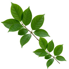 Isolated Green Leafy Branch On Transparent Background Illustration