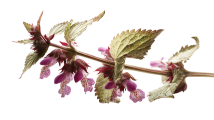 Red Dead Nettle flowers and leaves isolated on black background