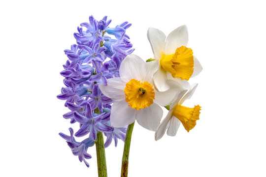 Spring blooms Hyacinth and Daffodils bouquet floral arrangement