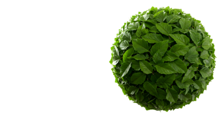 Isolated Green Leaf Sphere on Black Background as a Botanical Illustration
