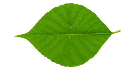 Isolated Green Leaf On Transparent Background Macro Photo Illustration
