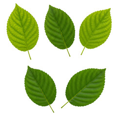 Isolated Green Leaves With Transparent Background Realistic Photo