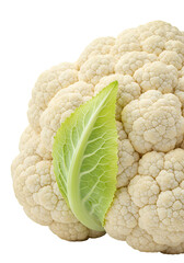 Isolated Fresh Cauliflower Head With Green Leaf Illustration