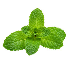 Isolated Mint Plant Illustration On Transparent Background Green Leaves