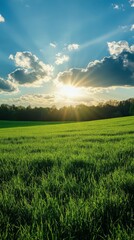 Green Field at Sunset with Blue Sky and Clouds