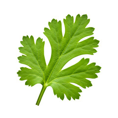 Isolated Green Cilantro Leaf Illustration On Transparent Background