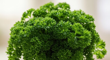 Fresh curly parsley herb close-up against a soft background.