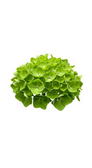 Isolated Green Hydrangea Flower Illustration On Transparent Background
