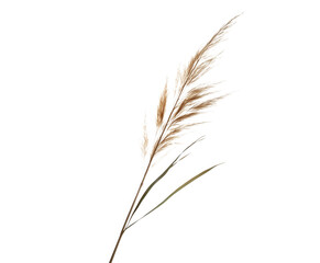 Elegant illustration of dried pampas grass against a transparent background for design concepts